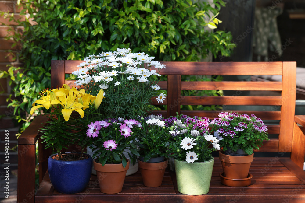 Many different beautiful blooming plants in flowerpots on wooden bench outdoors - obrazy, fototapety, plakaty 