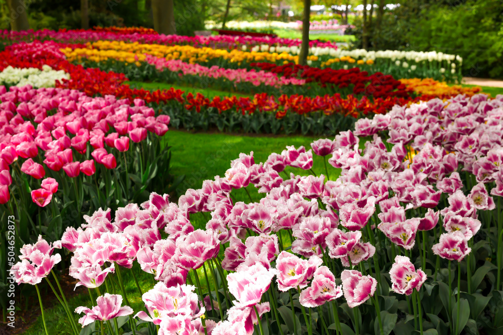 Many beautiful tulip flowers in park. Spring season