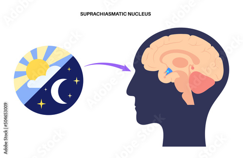 Sleep wake cycle