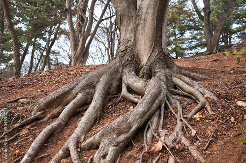 Roots of the old tree.
