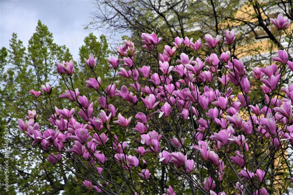 Blooming magnolia tree in a spring garden.
Blooming magnolia tree in a spring garden.