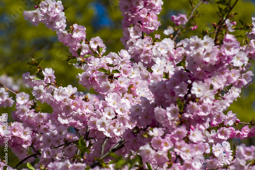 Close-up of sakura tree full in blooming pink flowers