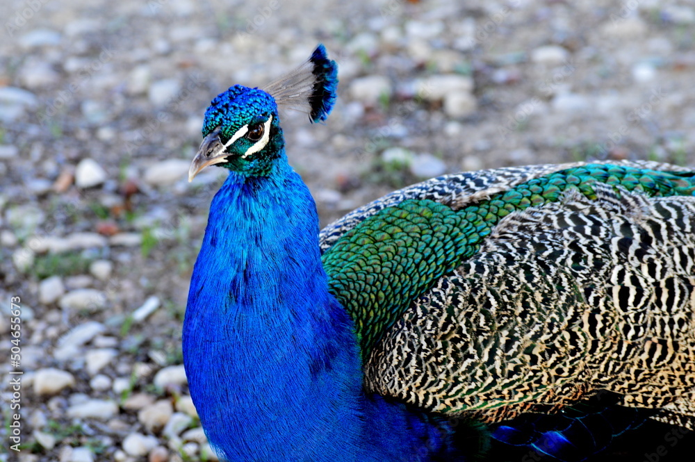 Obraz premium Peacock