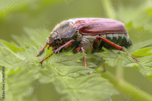 Common Cockchafer Beetle