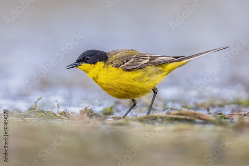 Western Yellow Wagtail bird foraging in lake