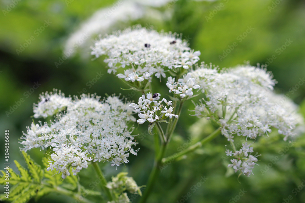 Sweet chervil Sweet chervil