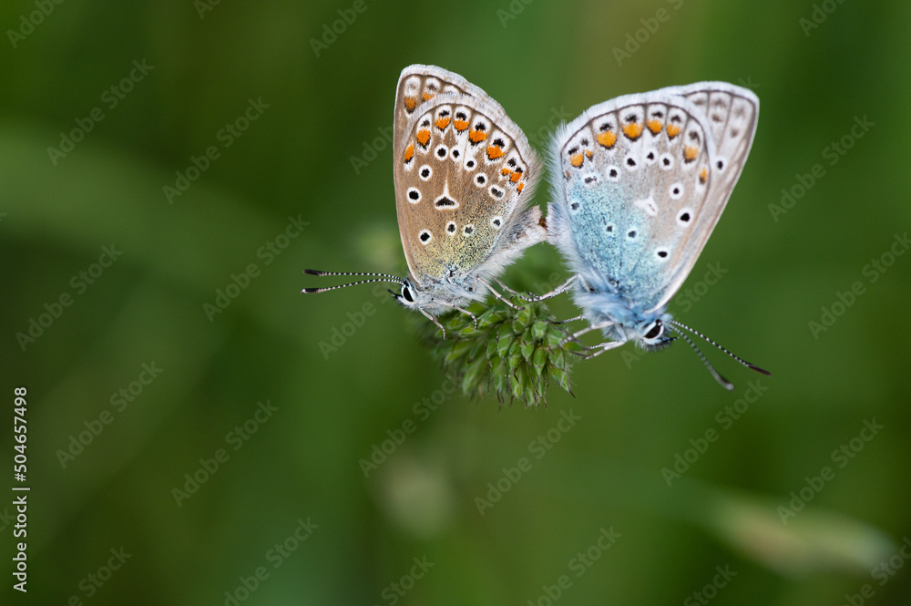 Polyommatus icarus - Common blue - Argus bleu - Azuré commun Polyommatus icarus - Common blue - Argus bleu - Azuré commun