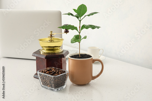 Coffee tree, bowl of beans ...