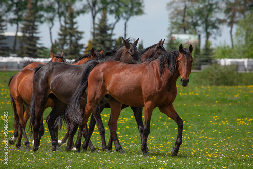 a herd of free range horses in a field