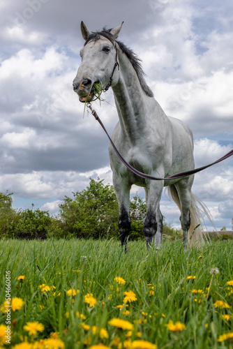 white stallion in the field eating grass