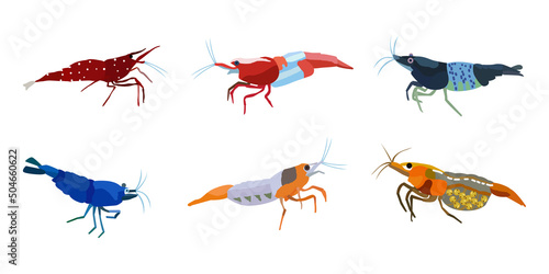 Shrimp, vector illustration set. Sea animal, inhabitant of the aquarium.