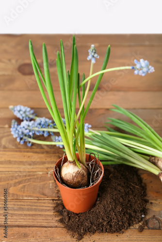 Blooming grape hyacinth plants  Muscari  and soil on wooden table