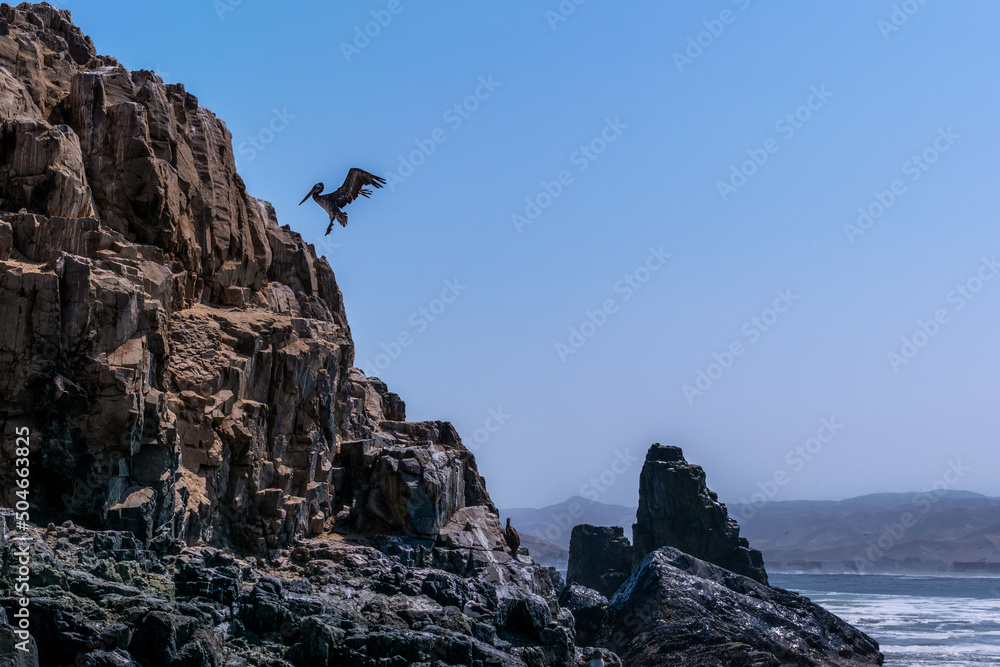Pelícanos peruanos (Pelecanus thagus) en pleno vuelo Pelícanos peruanos (Pelecanus thagus) en pleno vuelo