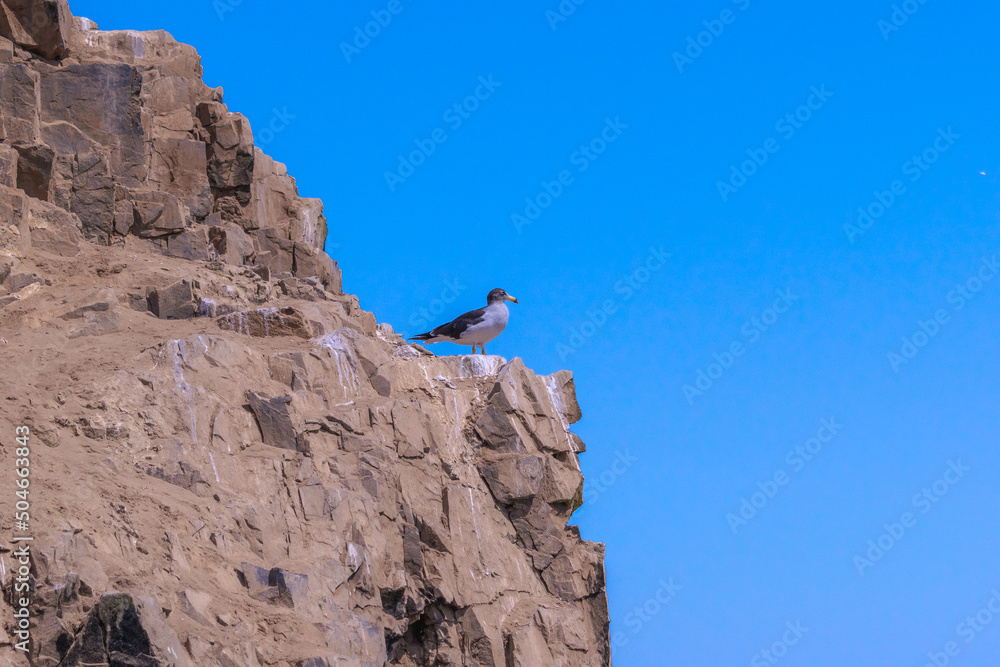 Gaviota peruana (Larus belcheri) sobre roca