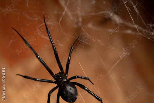 Large Black Widow Spider Smooth Shiny Body