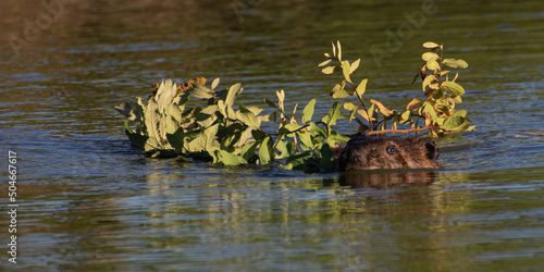 Two native species - Beaver (Castor canadensis) carrying Spiraea (Spiraea douglasii) .  McFadden Marsh, Finley National Wildlife Refuge, Oregon. photo