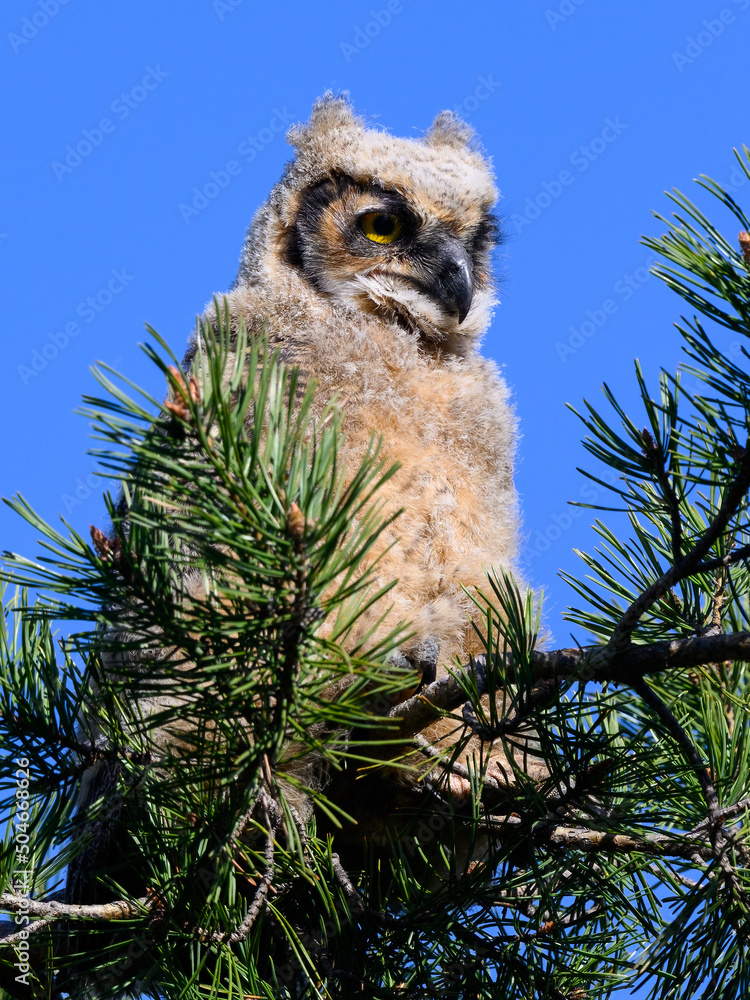 Great Horned Owl Owlet sitting on pine tree on blue sky, portrait Great Horned Owl Owlet sitting on pine tree on blue sky, portrait