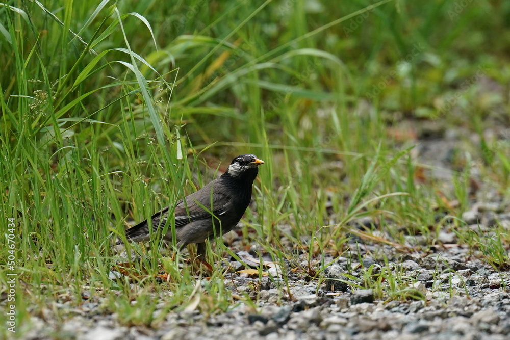starling on a ground starling on a ground