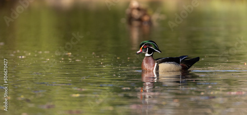 Wood duck by the pond