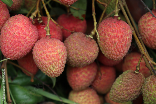 litchi bunch in farm for harvest