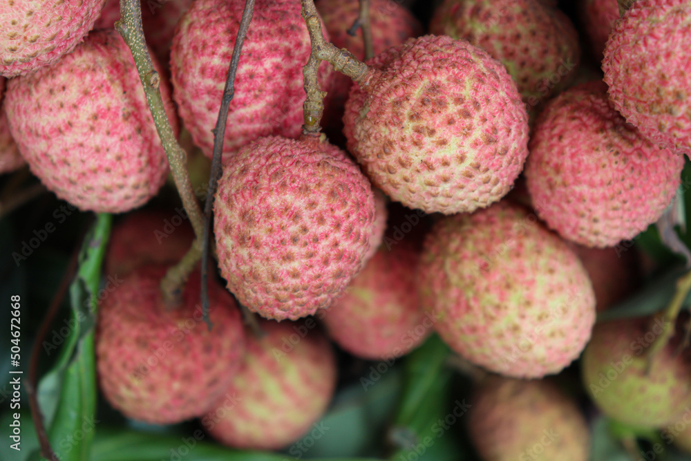 litchi bunch in farm for harvest litchi bunch in farm for harvest