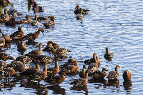Flock of Plumed Whistling Ducks at Hasties Swamp in the Atherton Tablelands (Queensland, Australia).