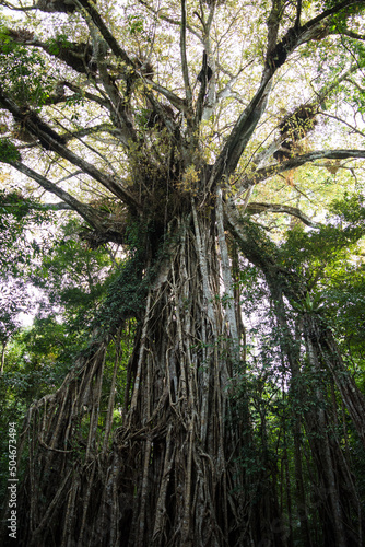 Cathedral Fig Tree in Far North Queensland  Australia.