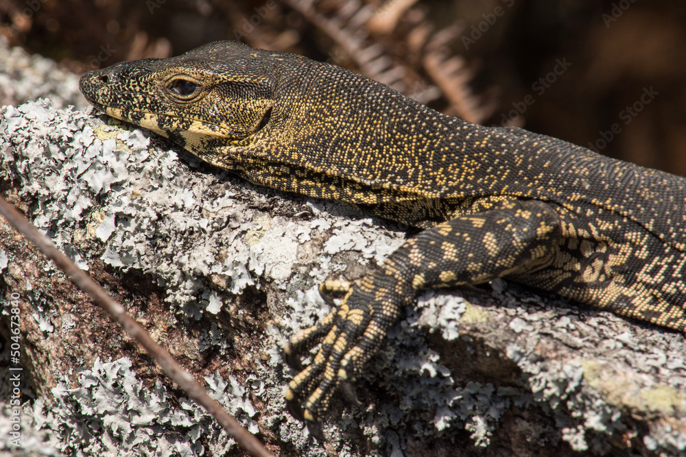 Lace Monitor Basking on a Rock in Queensland, Australia. Lace Monitor Basking on a Rock in Queensland, Australia.