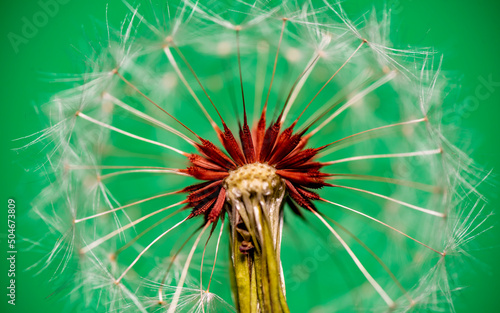 The seedlings of Dandelion