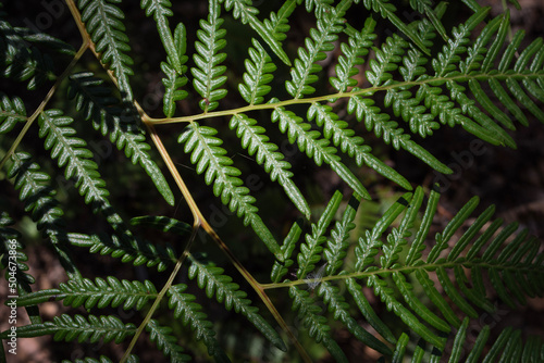 Closeup of a Fern Frond in the Daintree (Queensland, Australia). photo