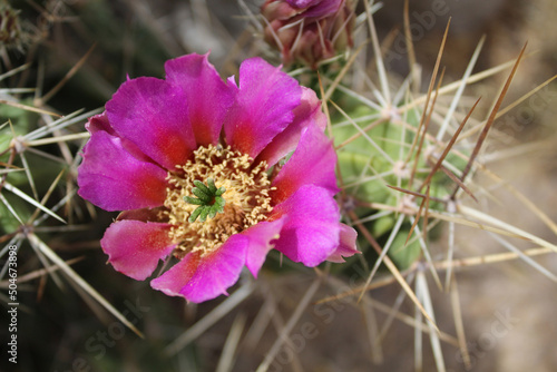 Single eagle s claw cactus flower at Big Bend National Park in West Texas