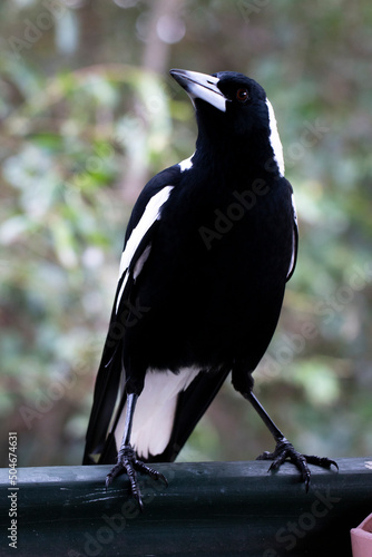 Australian Magpie Bird Sitting on the Railing of a Balcony