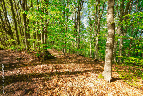 beech forest on the slopes of Lesima Peak (Lombardy, Northern Italy); is a small mountain near the borders between Piedmont, Lombardy and Emilia Regions, home of an aviation balloon-shaped radar. photo