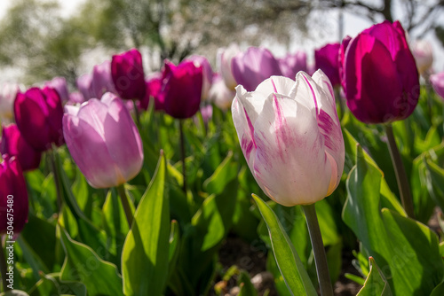 A group of white and dark pink tulips blooms in early spring in a garden in front of the Centennial Park Conservatory in Toronto  Ontario.