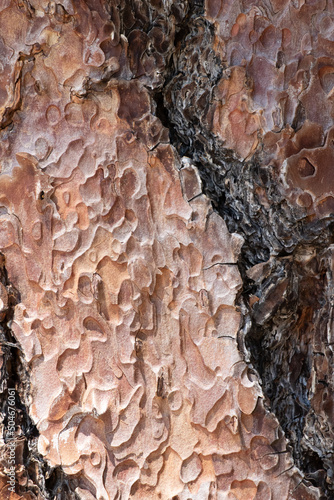 Aging red and brown plated scaly furrowed ridge bark of Pinus Ponderosa, Pinaceae, native perennial monoecious evergreen tree in the San Jacinto Mountains, Peninsular Ranges, Summer. photo