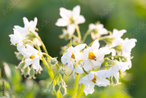 Potato flowers blooming in agriculture organic farm. potato farming and cultivation background. Background of beautiful flowers.