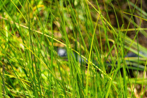 Tall Green Grass in foreground with Black Snake Slithering Blurred in Background photo