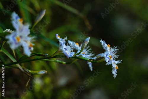 Fringed iris flowers with dark background photo