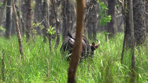 A gaur walking away into the sal forest in the high jungle grass of the Chitwan National Park in Nepal. photo