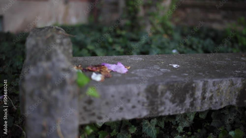 4K Bench Pull focus from flower peddles 4K Bench Pull focus from flower peddles