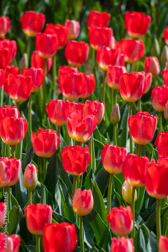 tulips ,
チューリップ tulips ,
チューリップ