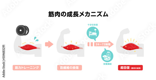 筋力トレーニング・筋トレ / 筋肉の成長メカニズム イラスト (超回復)