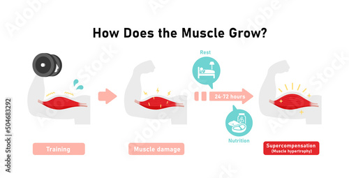 Mechanism of muscle growth ( supercompensation ). Vector illustration