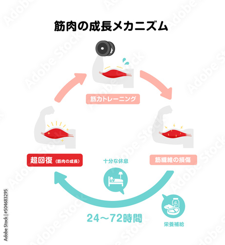 筋力トレーニング・筋トレ / 筋肉の成長メカニズム イラスト (超回復)