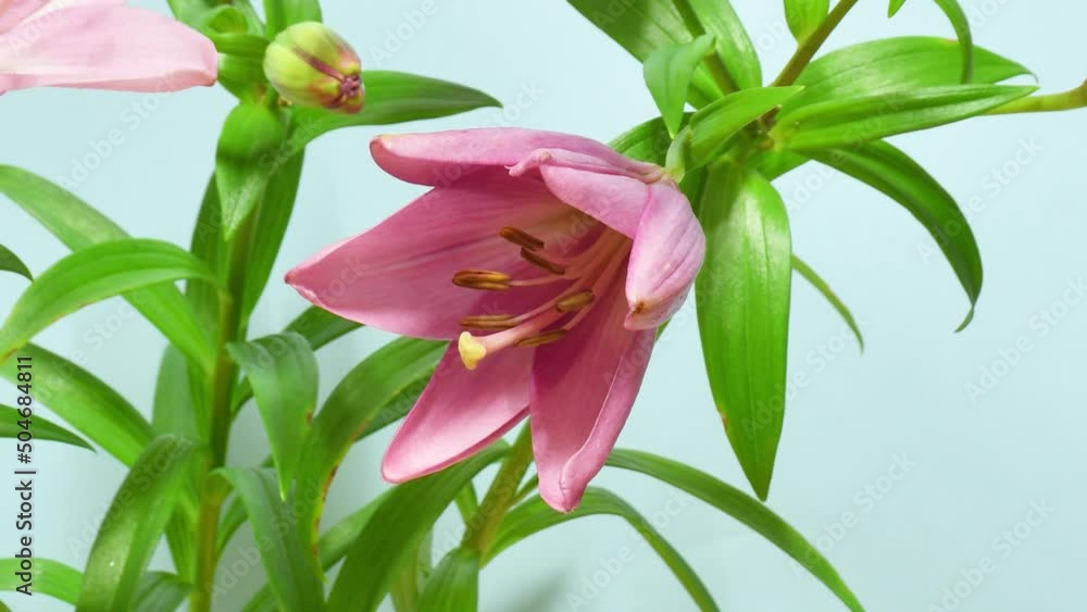 Time lapse of blooming pink lily Time lapse of blooming pink lily