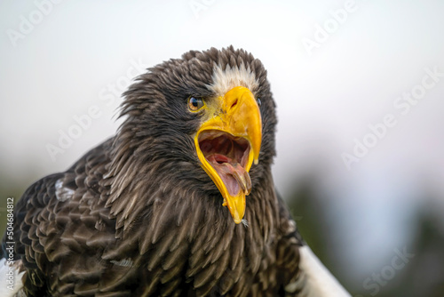 A Kamchatka eagle flies pasture around a falconer.