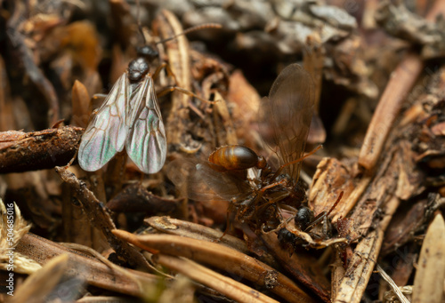 Swarming winged myrmica ants, macro photo photo