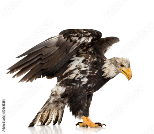 Tela young bald eagle haliaeetus leucocephalus