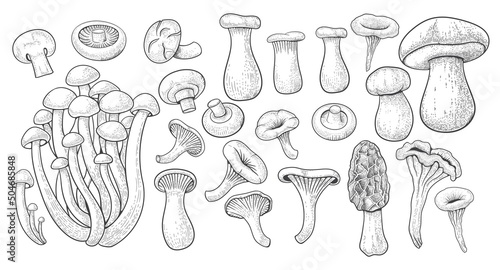 Vintage mushrooms. Botanical nature fungi. Different boletus, porcini and shiitake. Various champignons, agaric and chanterelles. Hand drawn engraving elements. Vector sketch illustration