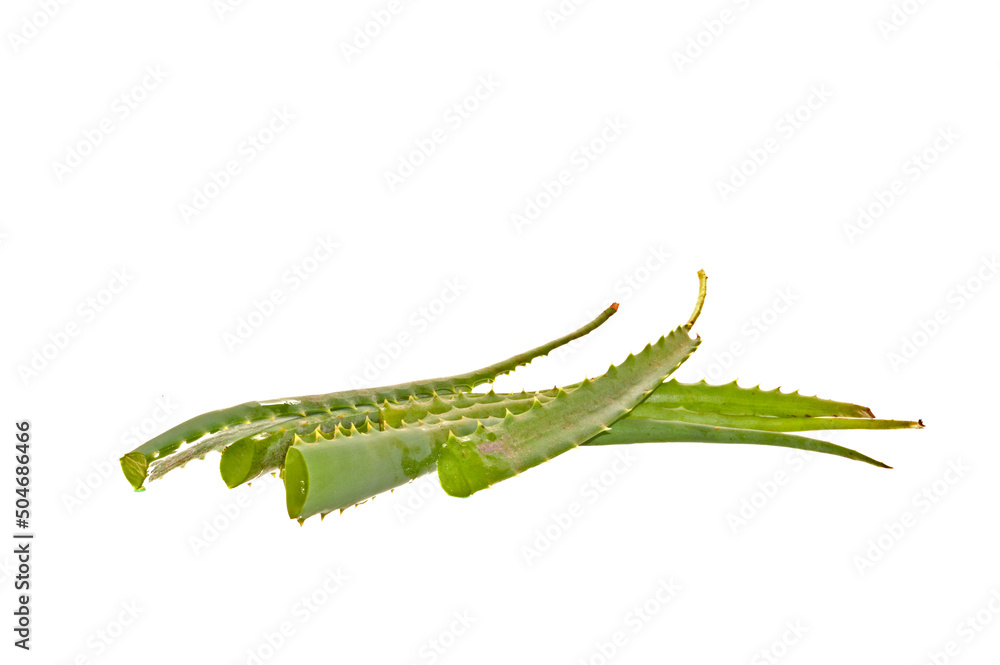 Naklejka premium aloe isolated on white background